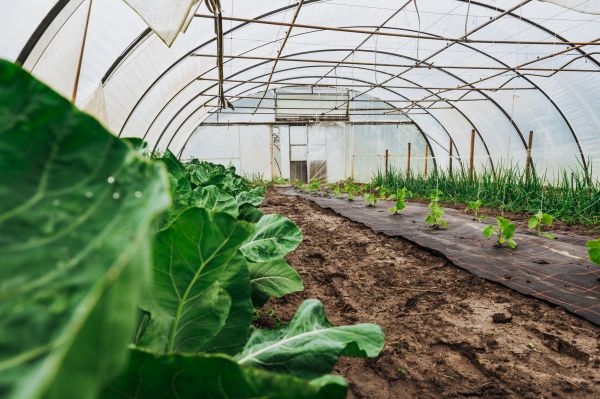 Greenhouse Demolition in Wexford